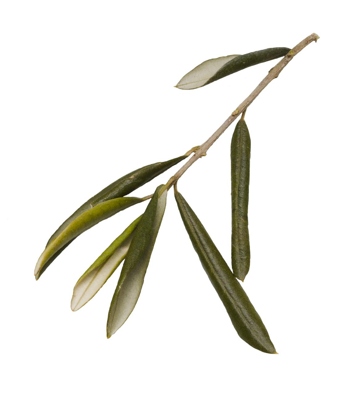 Rama de olivo